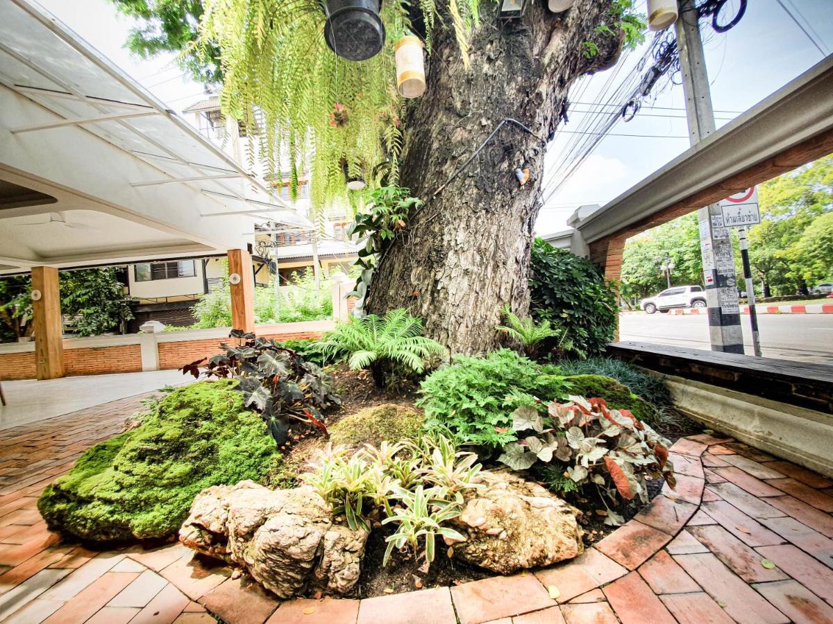 Big Tree Old Town Hotel Chiang Mai Exterior photo
