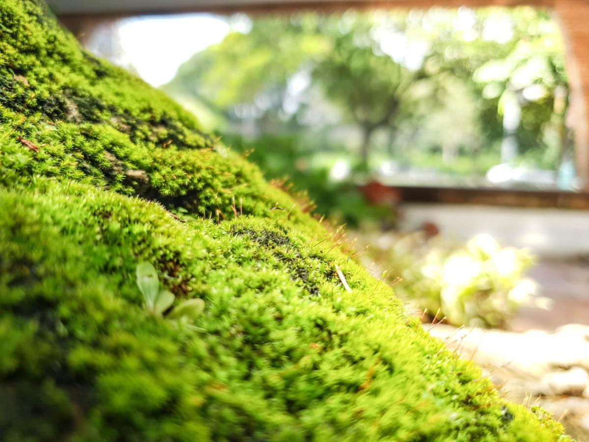 Big Tree Old Town Hotel Chiang Mai Exterior photo
